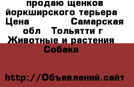 продаю щенков йоркширского терьера › Цена ­ 10 000 - Самарская обл., Тольятти г. Животные и растения » Собаки   